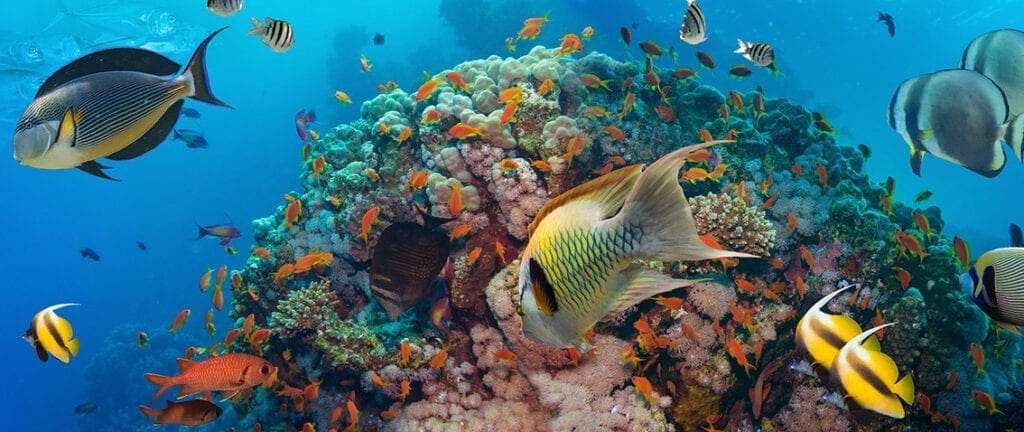 Coral fishes at Bahamas