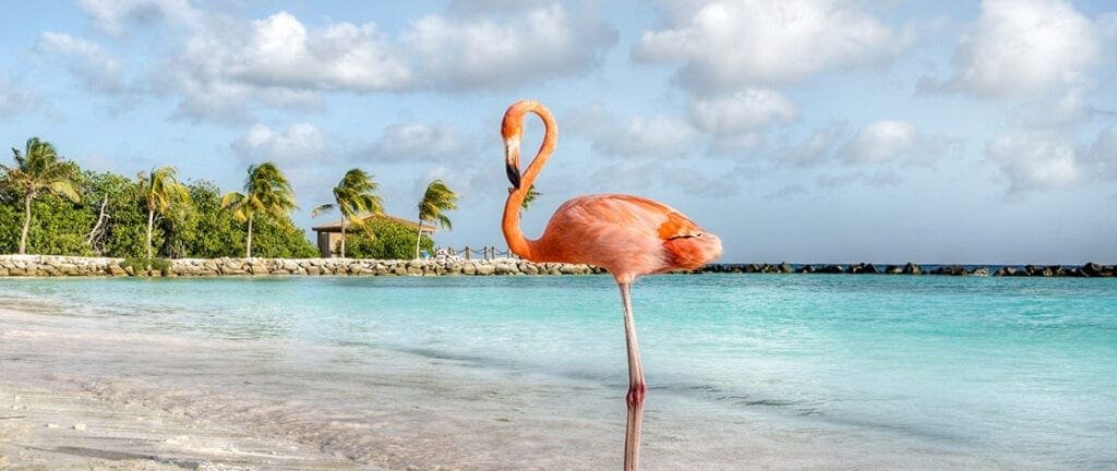 Flamingo on Aruba Island