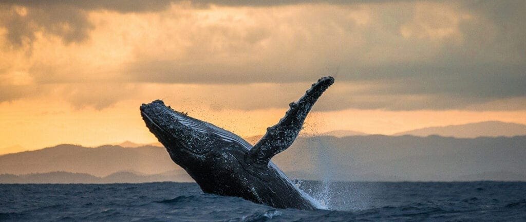 Magestic whale shows herself near Iceland