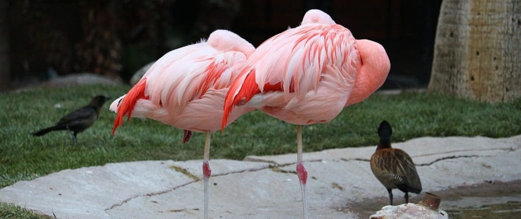 Flamingo Wildlife Habitat