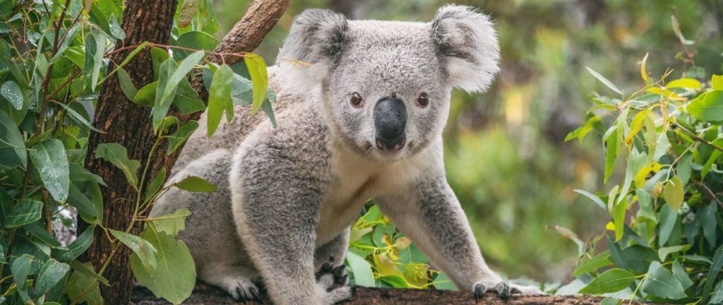 A koala in Taronga Zoo