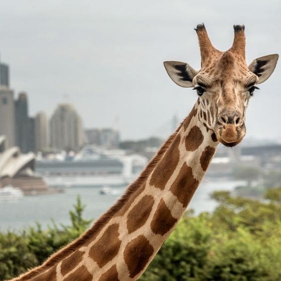 Giraffe in Sydney Zoo in Australia