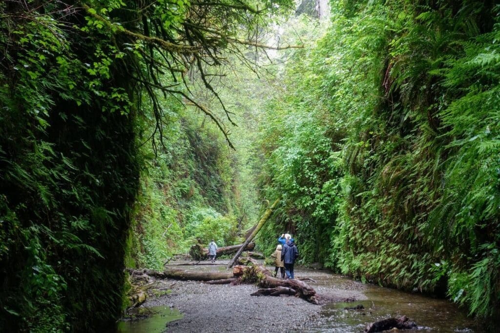 Fern Canyon, Prairie Creek Redwoods State Park, California