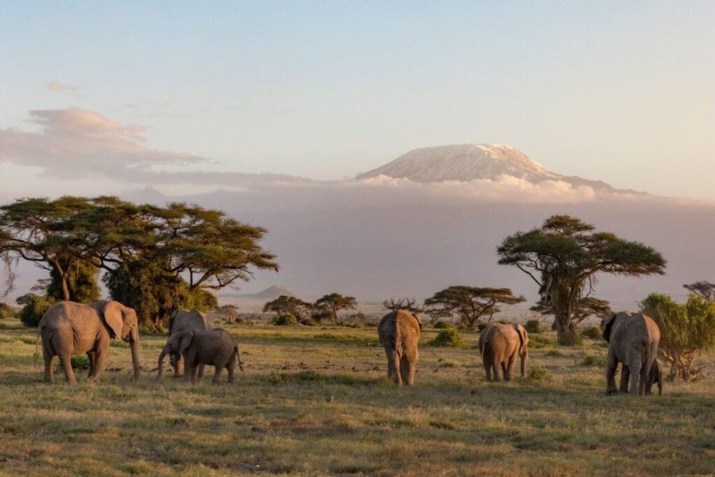 Elephants in front of Mount Kilimanjaro at Amboseli National Park in Kenya