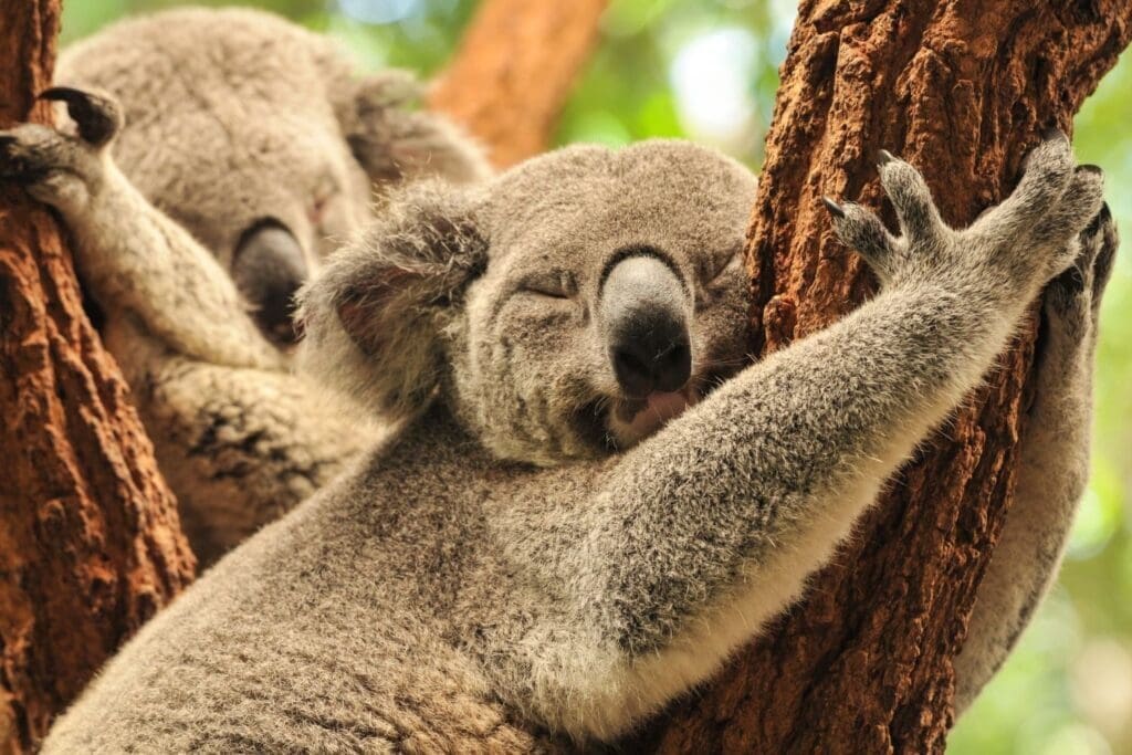 Sleeping koalas