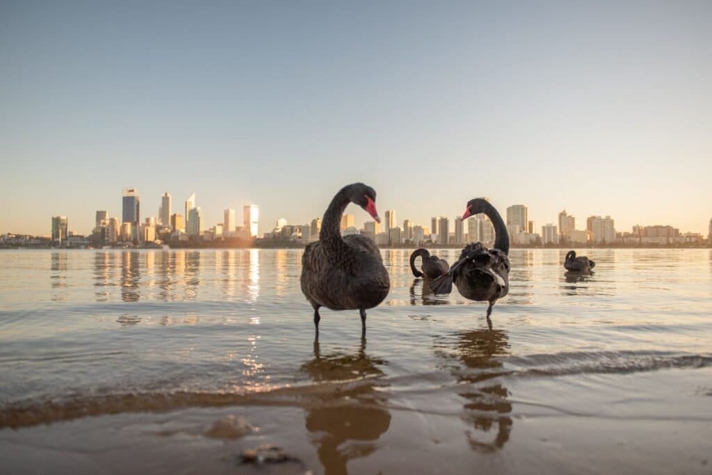 Four black swans standing on swan river in Perth, Western Australia