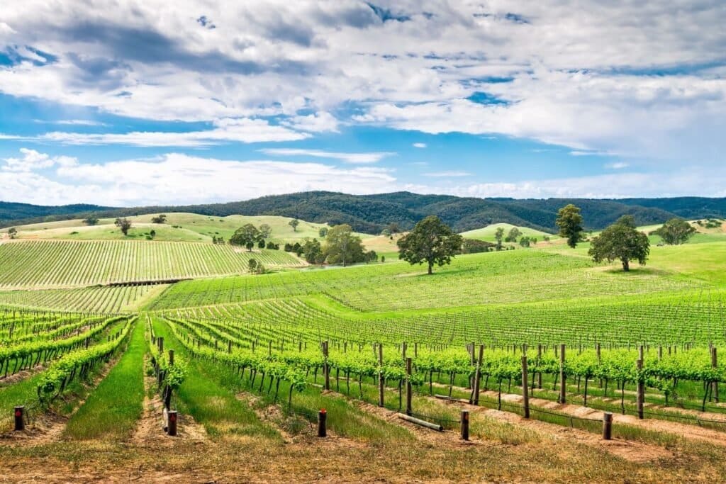 Wine valley in Barossa